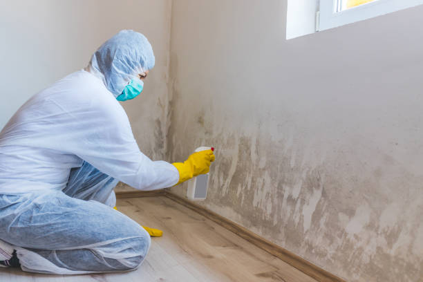 Licensed Mold Remediation service in Fort Bragg, NC - WQB Mold Removal